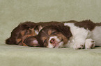 lying Miniature Australian Shepherd Puppies