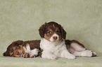 lying Miniature Australian Shepherd Puppies