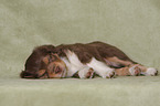 lying Miniature Australian Shepherd Puppy