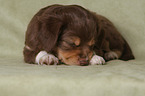 lying Miniature Australian Shepherd Puppy