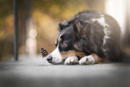 Miniature Australian Shepherd with butterfly