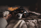 sleeping Miniature Australian Shepherd