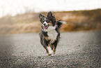 running Miniature Australian Shepherd