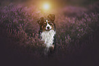 Miniature Australian Shepherd