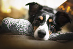 Miniature Australian Shepherd