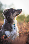 Miniature Australian Shepherd portrait