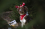 Miniature Australian Shepherd with Christmas decoration