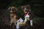 2 dogs with Christmas decoration