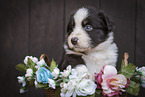 Miniature Australian Shepherd Puppy in a basket