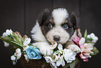 Miniature Australian Shepherd Puppy in a basket