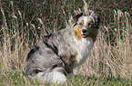 sitting Miniature Australian Shepherd