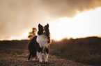 Miniature Australian Shepherd