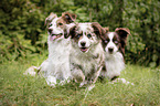 Miniature Australian Shepherds