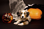 lying Miniature Australian Shepherd