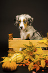 Miniature Australian Shepherd in a box