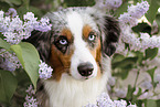 Miniature Australian Shepherd portrait