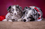 lying Miniature Australian Shepherds