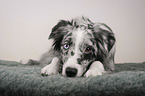 lying Miniature Australian Shepherd