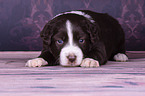 lying Miniature Australian Shepherd Puppy