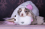 lying Miniature Australian Shepherd Puppy