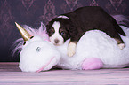 lying Miniature Australian Shepherd Puppy