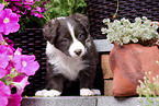 standing Miniature Australian Shepherd Puppy