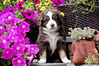 sitting Miniature Australian Shepherd Puppy