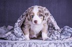 sitting Miniature Australian Shepherd Puppy