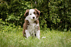 sitting Miniature Australian Shepherd Puppy