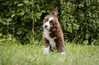 standing Miniature Australian Shepherd Puppy