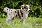 standing Miniature Australian Shepherd Puppy