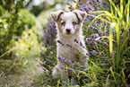 sitting Miniature Australian Shepherd Puppy