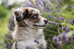 Miniature Australian Shepherd Puppy portrait