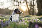 lying Miniature Australian Shepherd