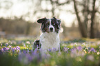 lying Miniature Australian Shepherd