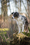 standing Miniature Australian Shepherd