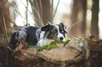 lying Miniature Australian Shepherd