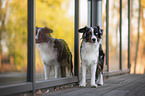 standing Miniature Australian Shepherd