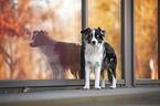 standing Miniature Australian Shepherd