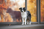 standing Miniature Australian Shepherd