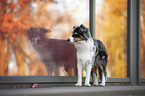 standing Miniature Australian Shepherd