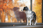 standing Miniature Australian Shepherd