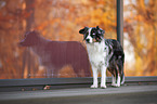 standing Miniature Australian Shepherd