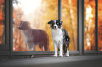 standing Miniature Australian Shepherd