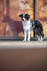 standing Miniature Australian Shepherd