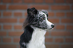 Miniature Australian Shepherd portrait