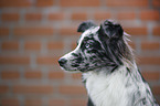 Miniature Australian Shepherd portrait