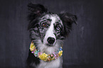 Miniature Australian Shepherd portrait