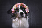 Miniature Australian Shepherd portrait