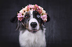 Miniature Australian Shepherd portrait